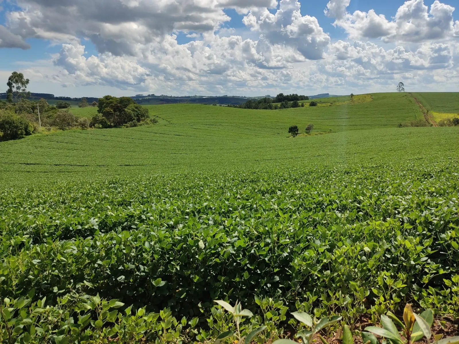 Sítio à venda e para Arrendar de 73 ha em São Miguel Arcanjo, SP, Brasil
