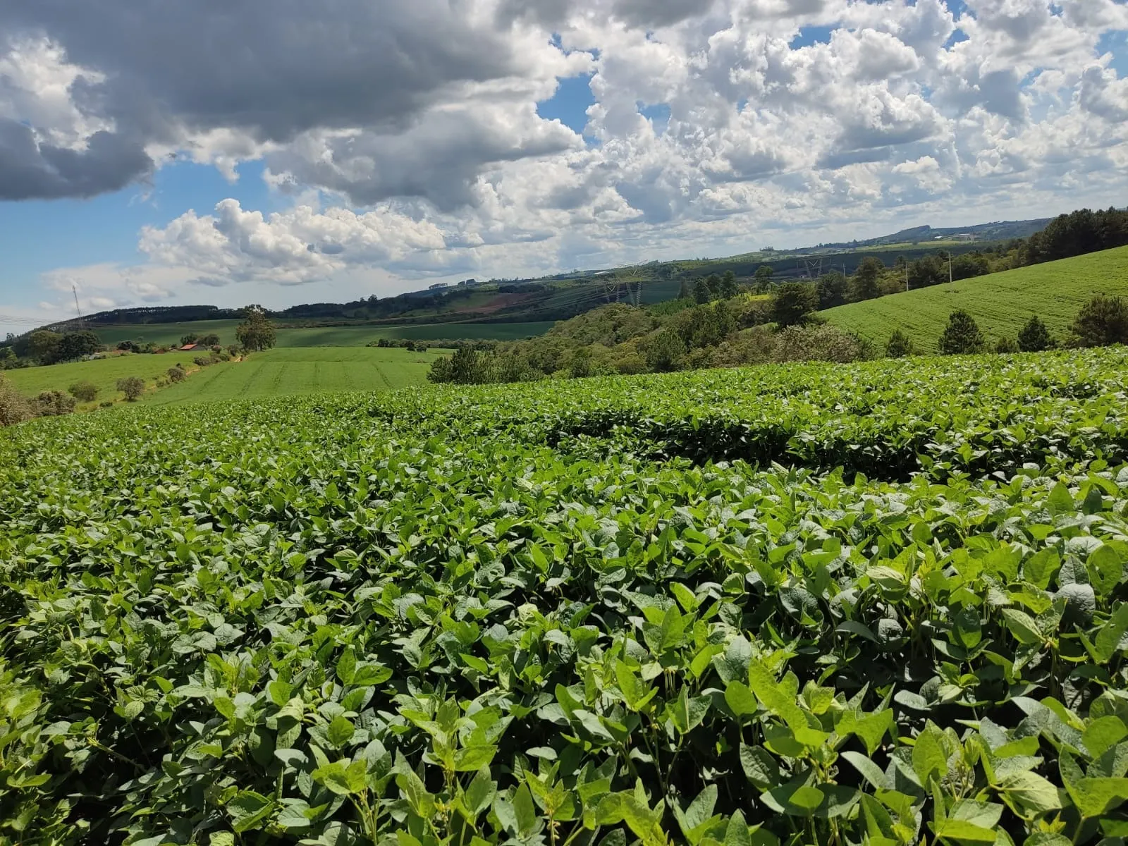 Sítio à venda e para Arrendar de 73 ha em São Miguel Arcanjo, SP, Brasil