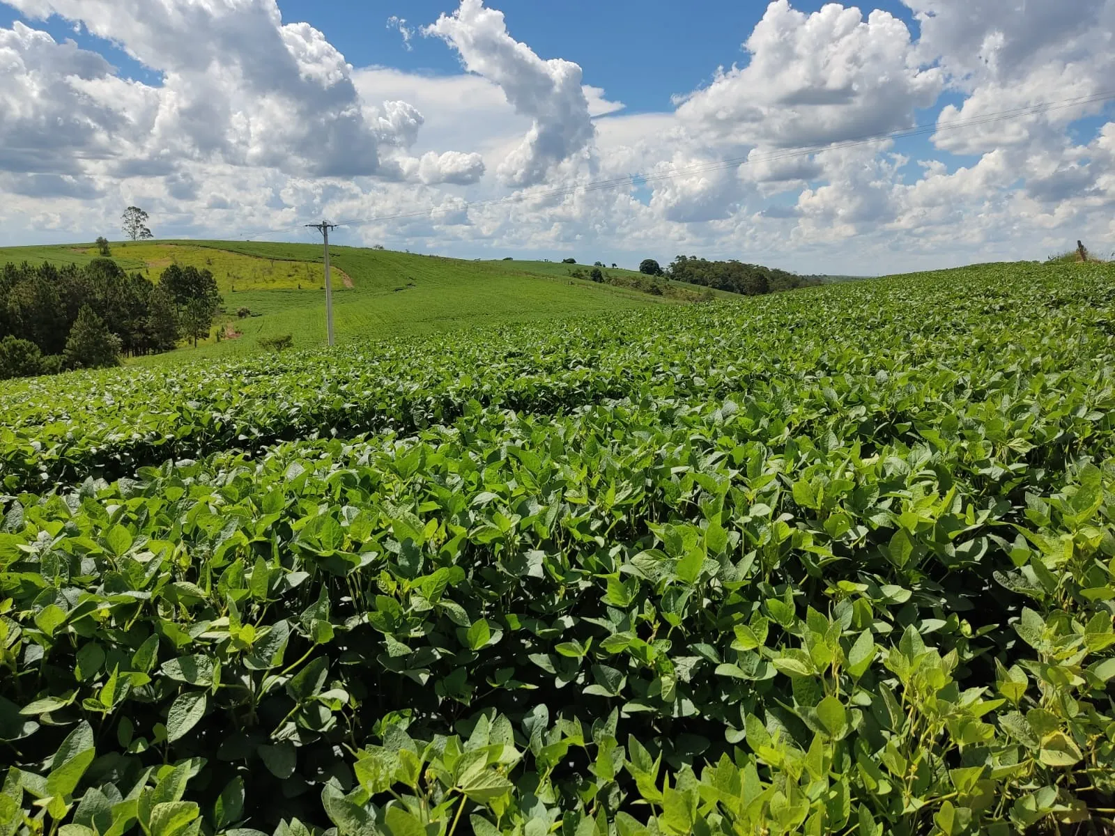 Sítio à venda e para Arrendar de 73 ha em São Miguel Arcanjo, SP, Brasil