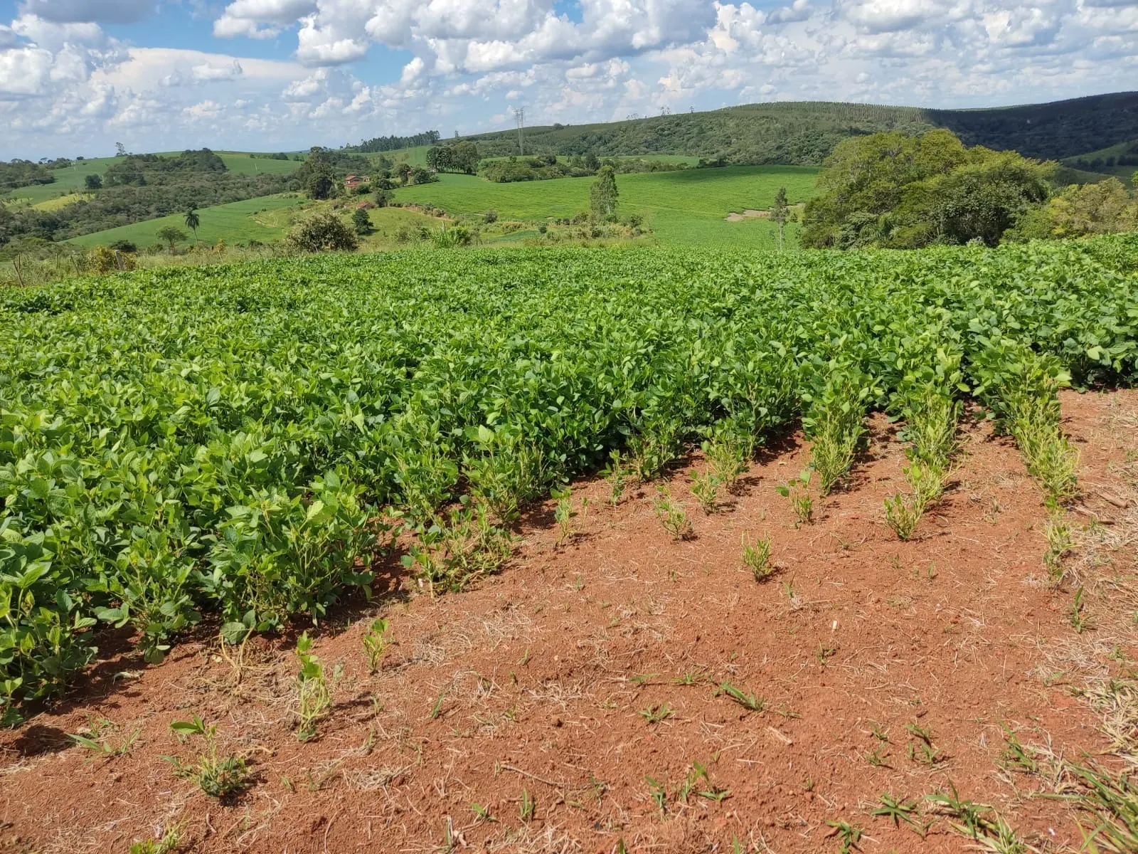 Sítio à venda e para Arrendar de 73 ha em São Miguel Arcanjo, SP, Brasil