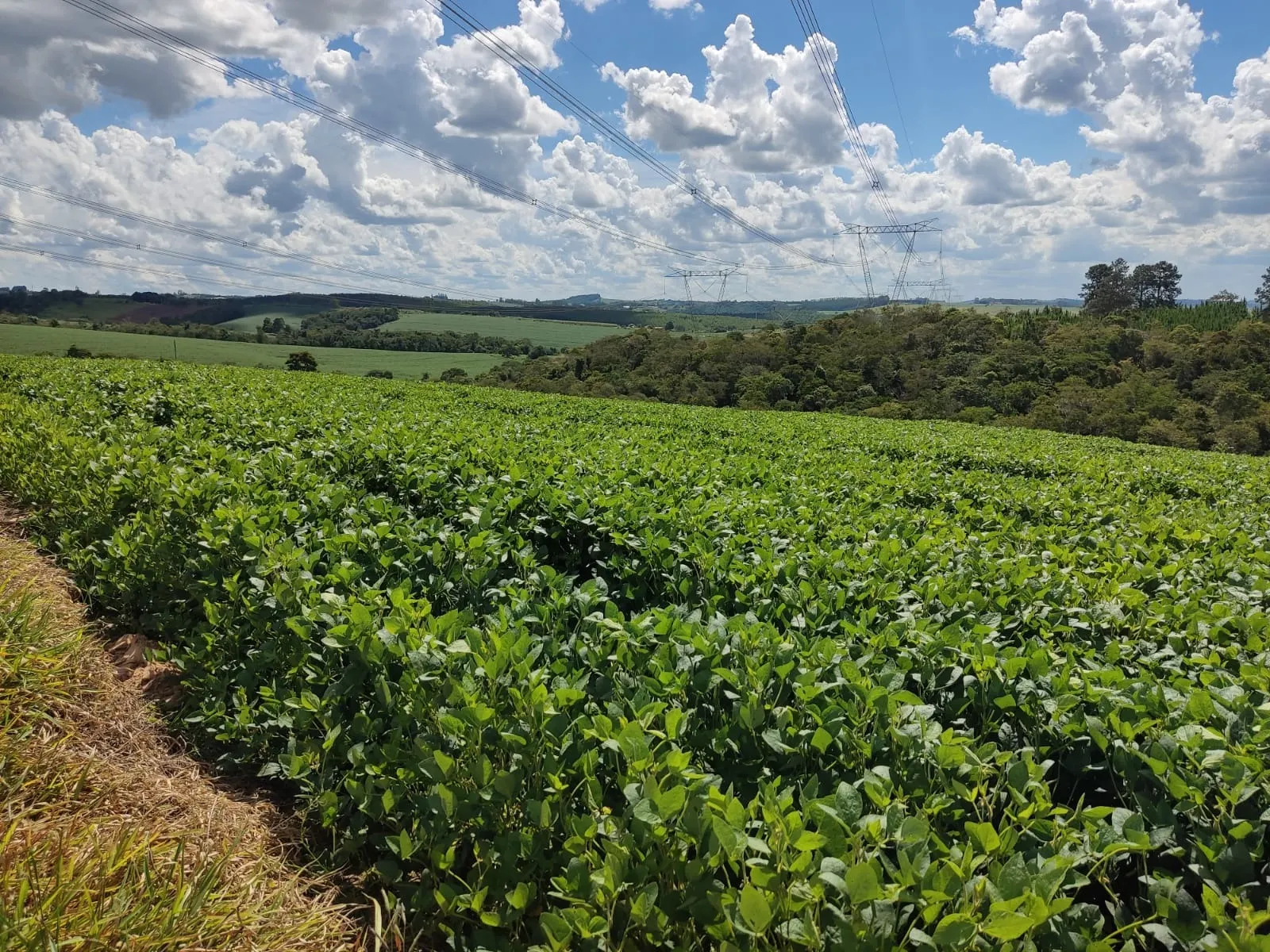 Sítio à venda e para Arrendar de 73 ha em São Miguel Arcanjo, SP, Brasil