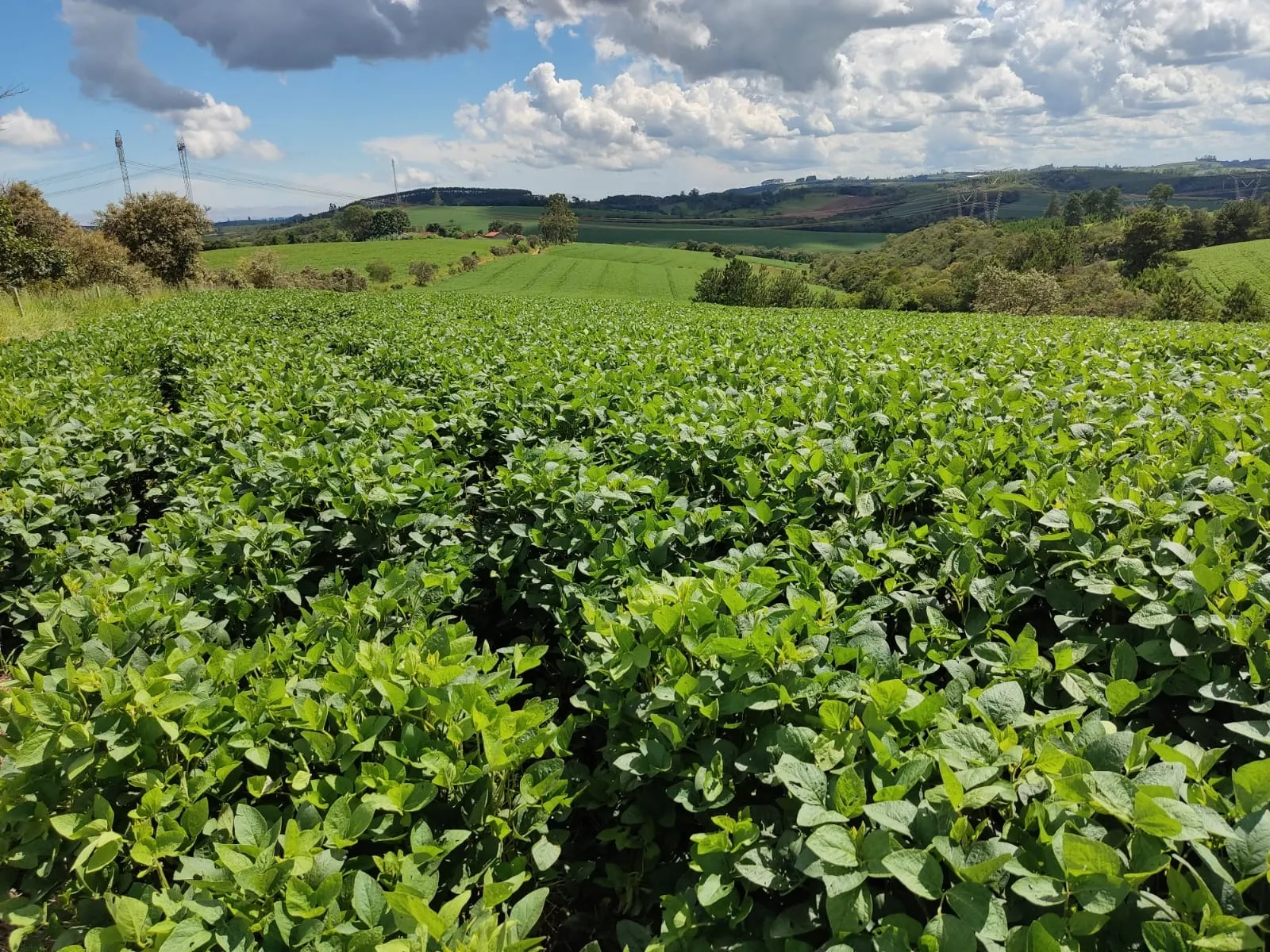 Sítio à venda e para Arrendar de 73 ha em São Miguel Arcanjo, SP, Brasil