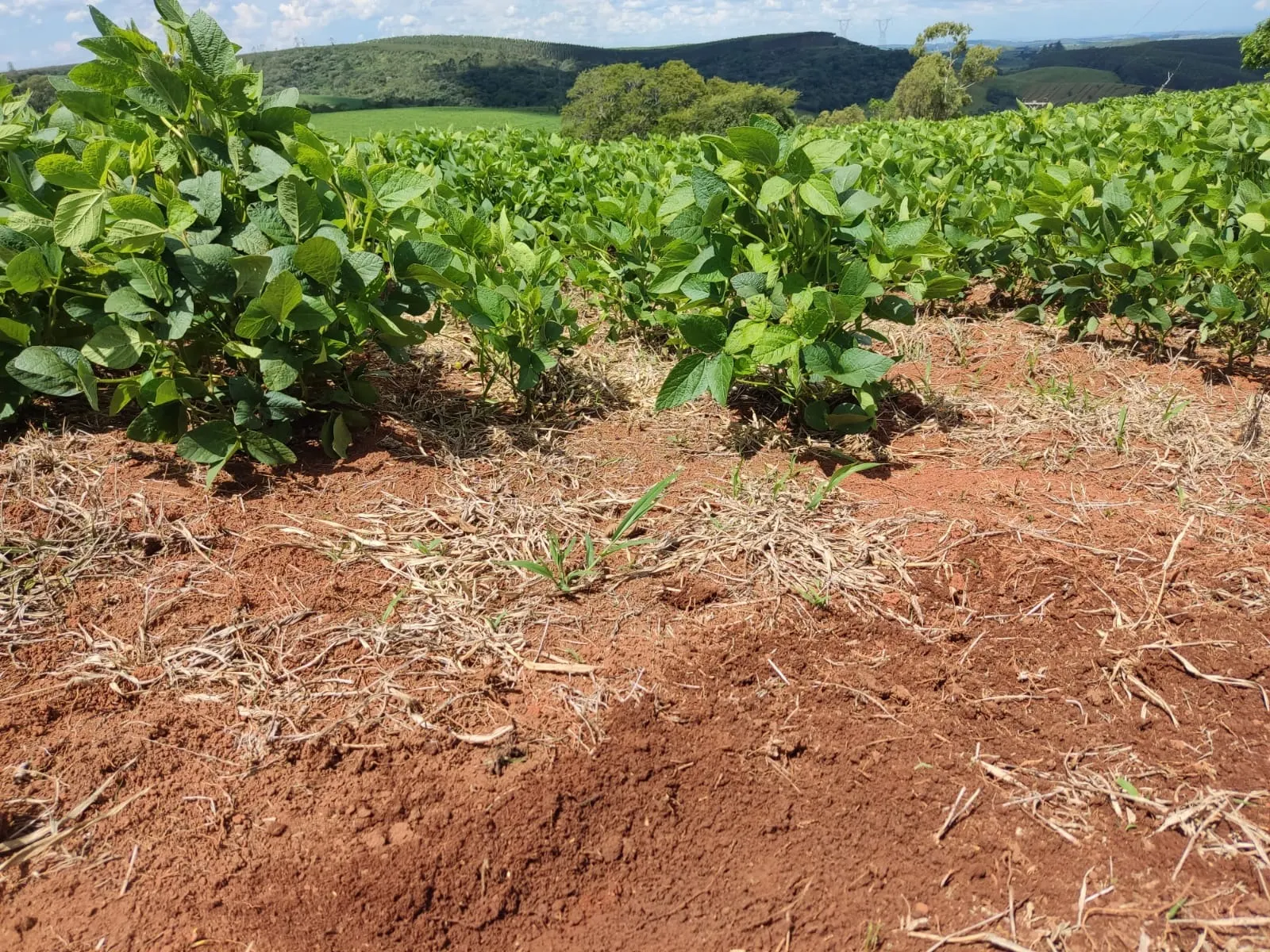 Sítio à venda e para Arrendar de 73 ha em São Miguel Arcanjo, SP, Brasil