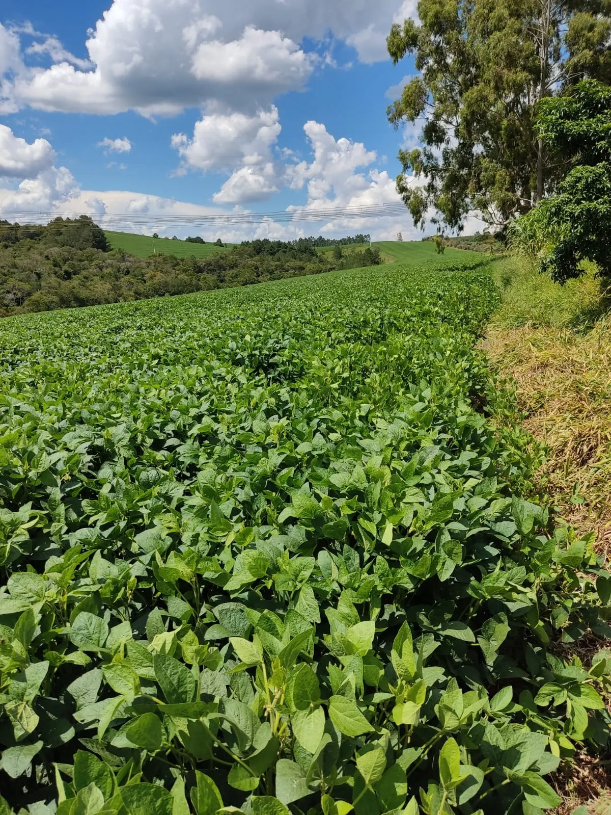 Sítio à venda e para Arrendar de 73 ha em São Miguel Arcanjo, SP, Brasil