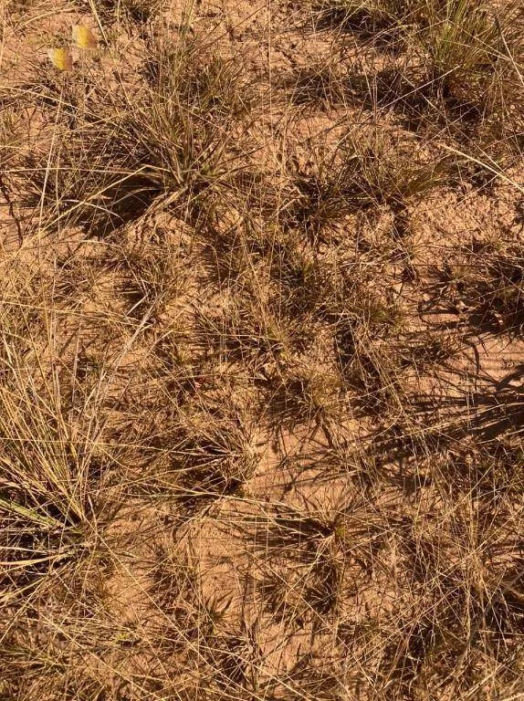 Farm for sale of 4,942 acres in Paranatinga, MT, Brazil