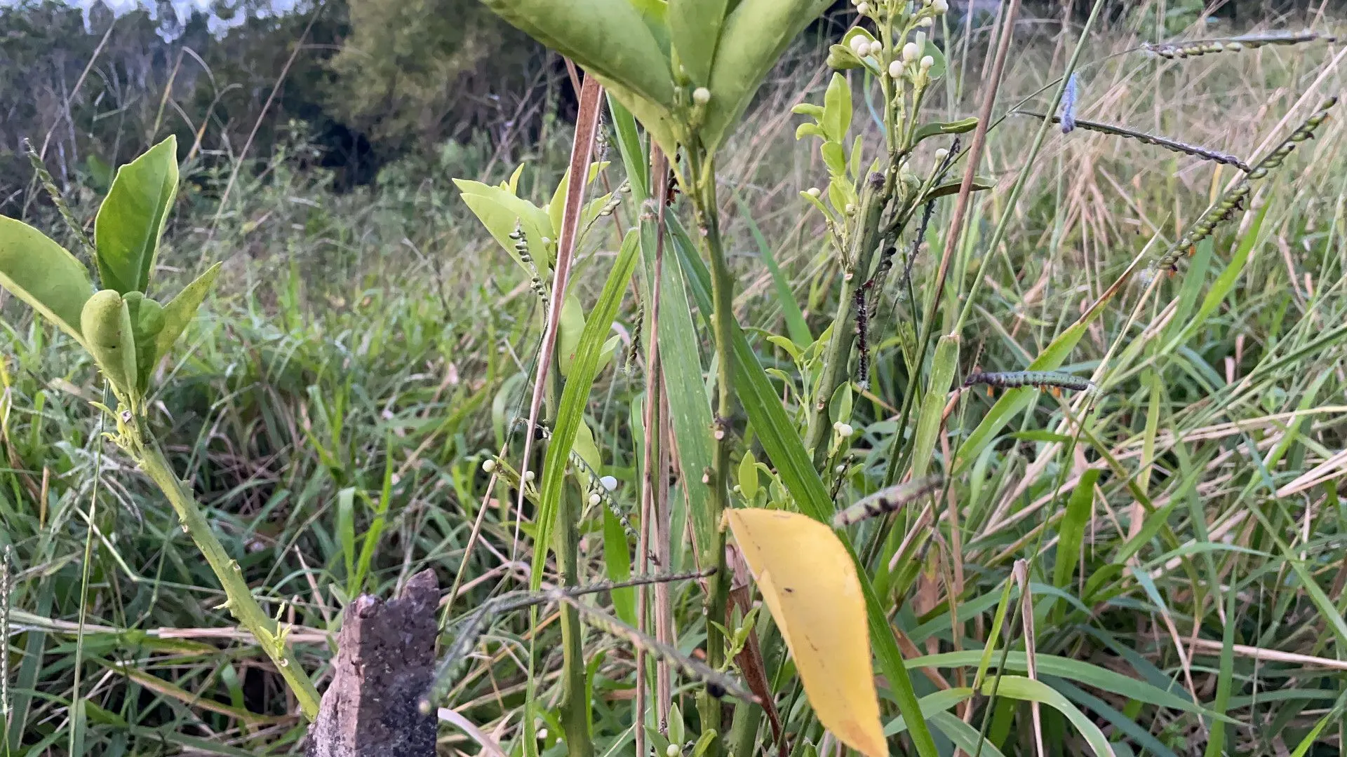 Chácara à venda de 3 ha em Santo Antônio da Patrulha, RS, Brasil