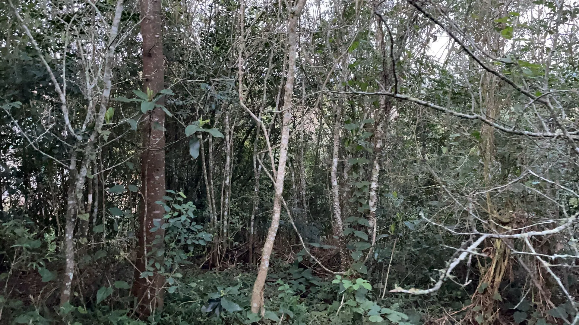 Chácara à venda de 3 ha em Santo Antônio da Patrulha, RS, Brasil