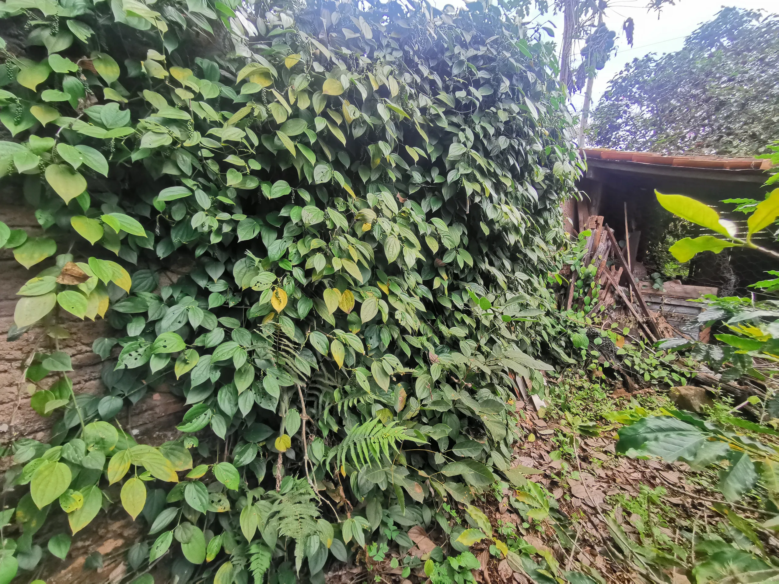 Chácara à venda de 3.200 m² em Timburi, SP, Brasil