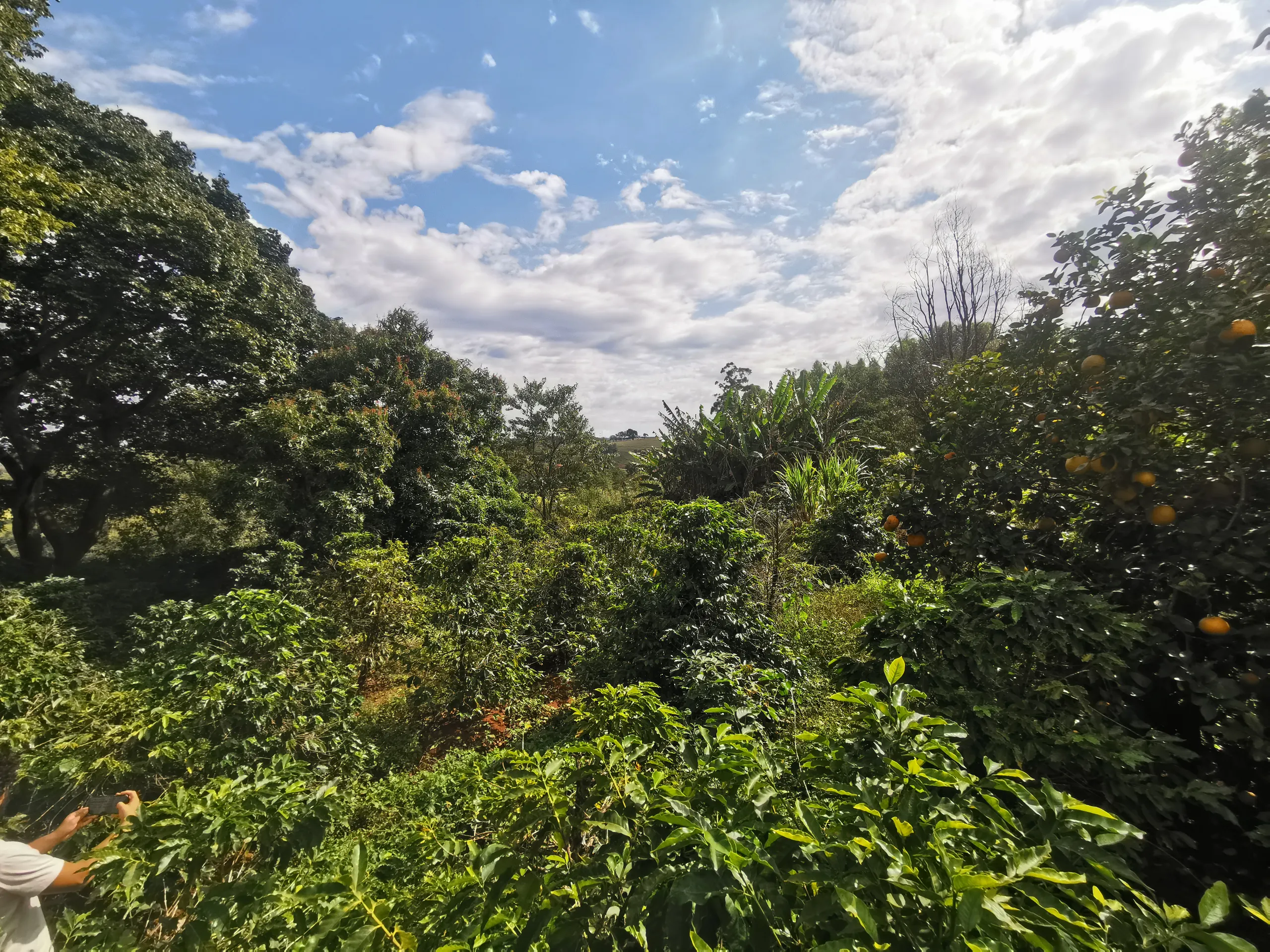 Chácara à venda de 3.200 m² em Timburi, SP, Brasil