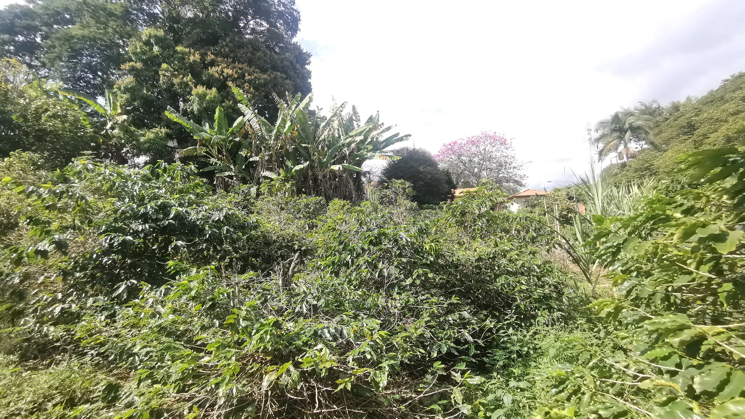 Chácara à venda de 3.200 m² em Timburi, SP, Brasil