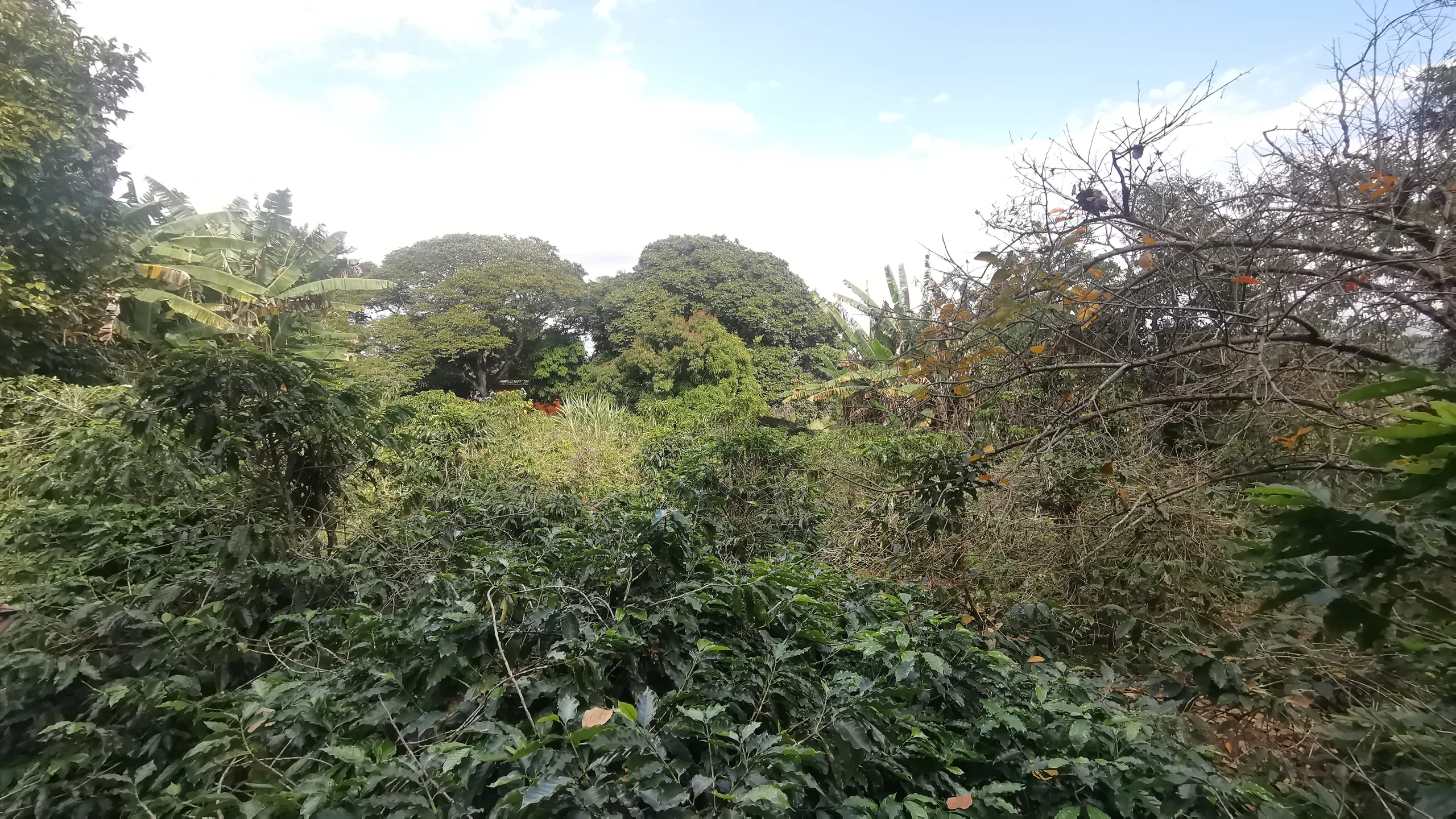 Chácara à venda de 3.200 m² em Timburi, SP, Brasil