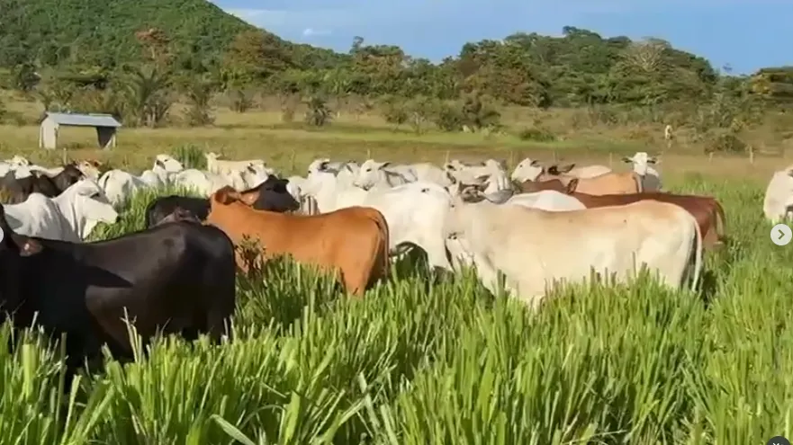 Fazenda à venda de 1.750 ha em Santana do Araguaia, PA, Brasil