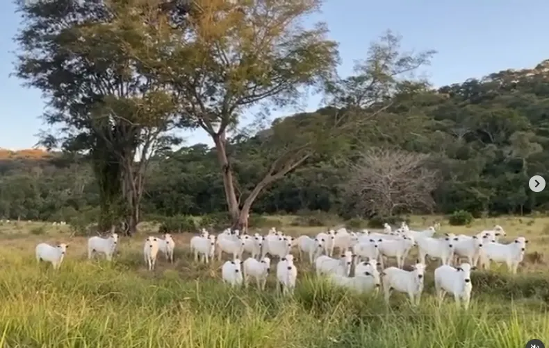Fazenda à venda de 1.750 ha em Santana do Araguaia, PA, Brasil
