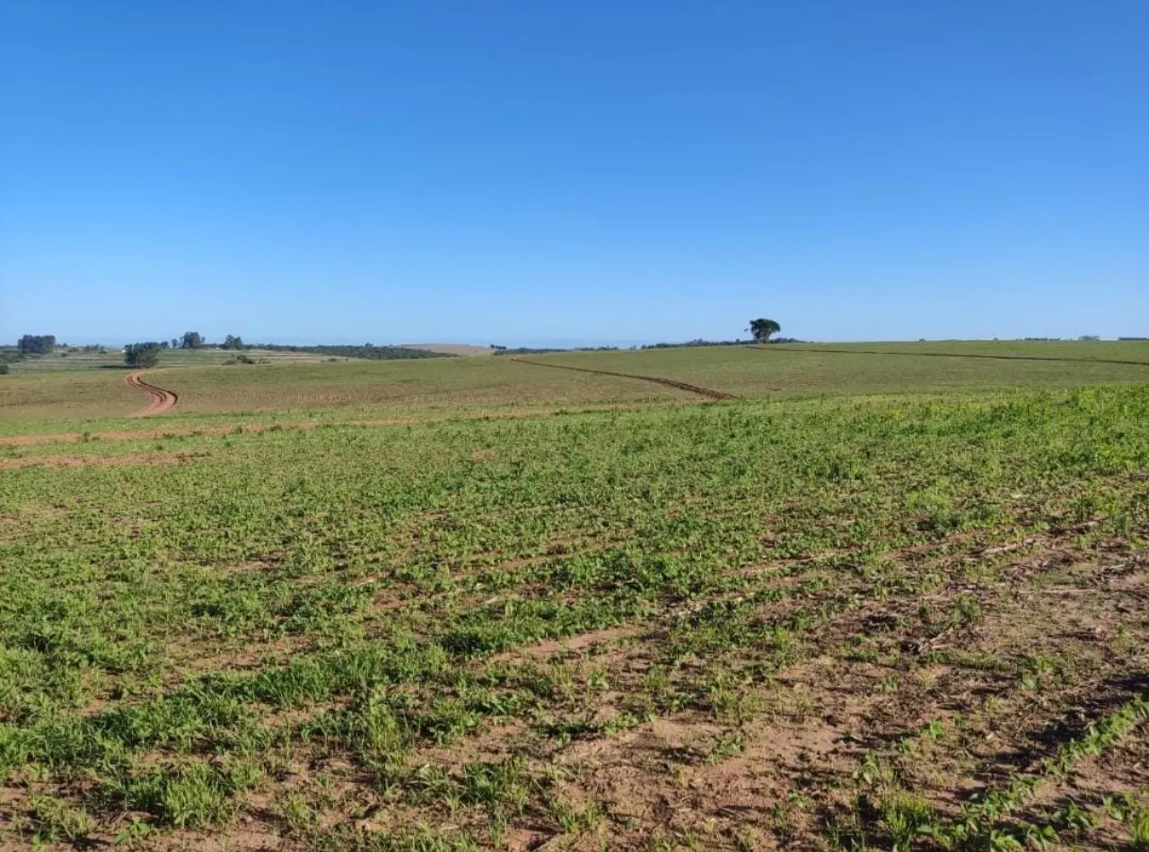 Fazenda à venda de 348 ha em Itapetininga, SP, Brasil