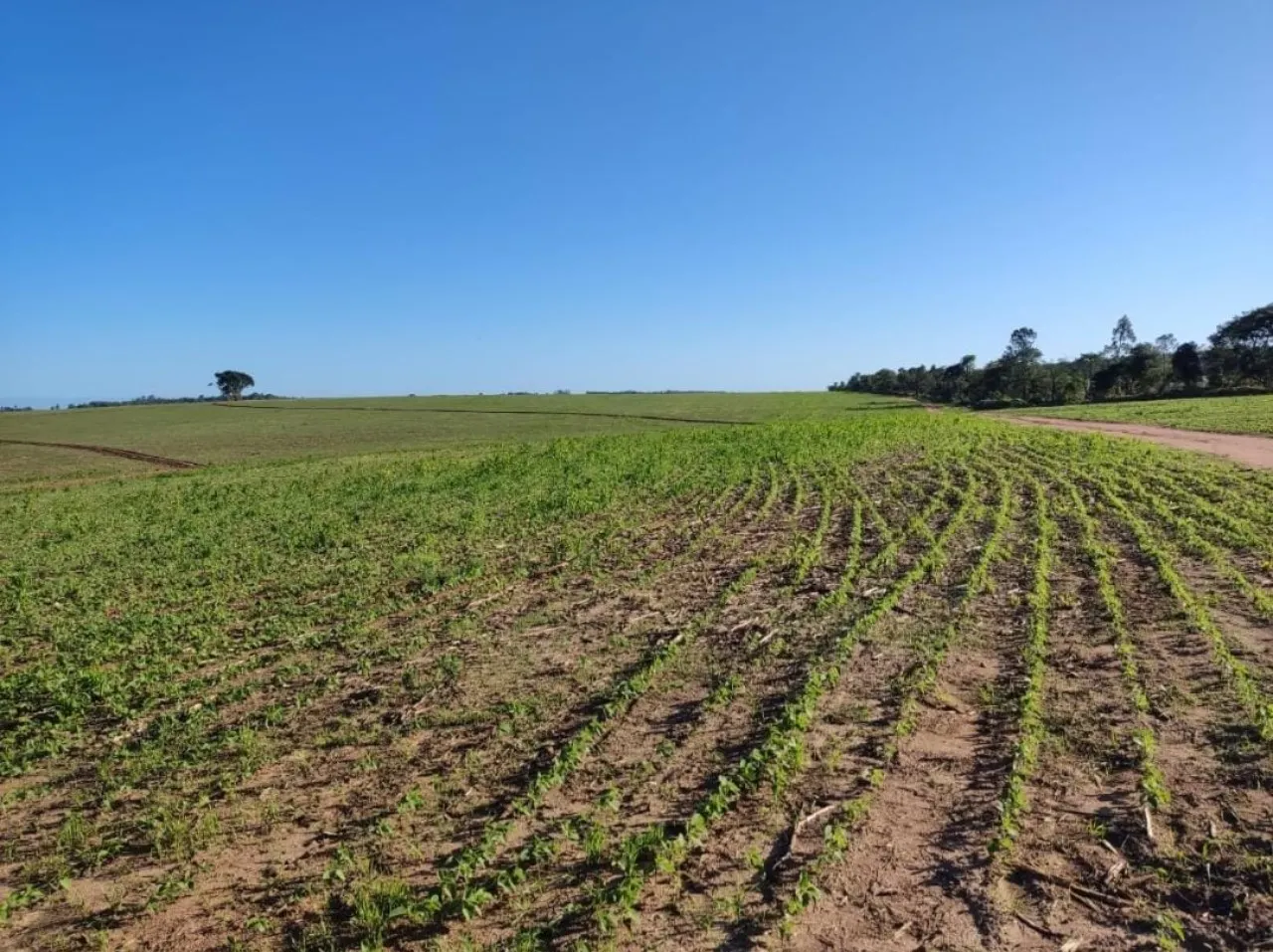 Fazenda à venda de 348 ha em Itapetininga, SP, Brasil