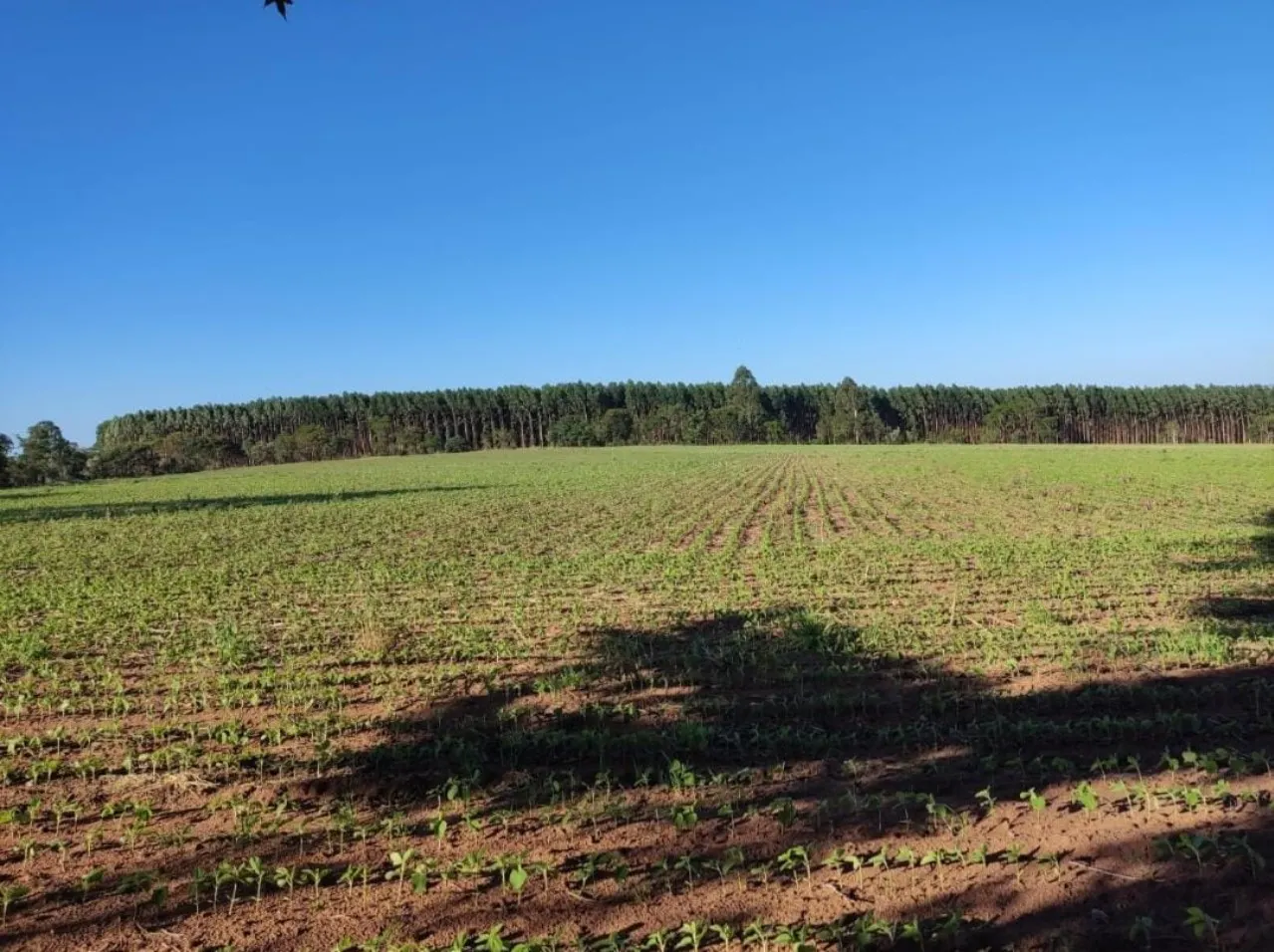 Fazenda à venda de 348 ha em Itapetininga, SP, Brasil