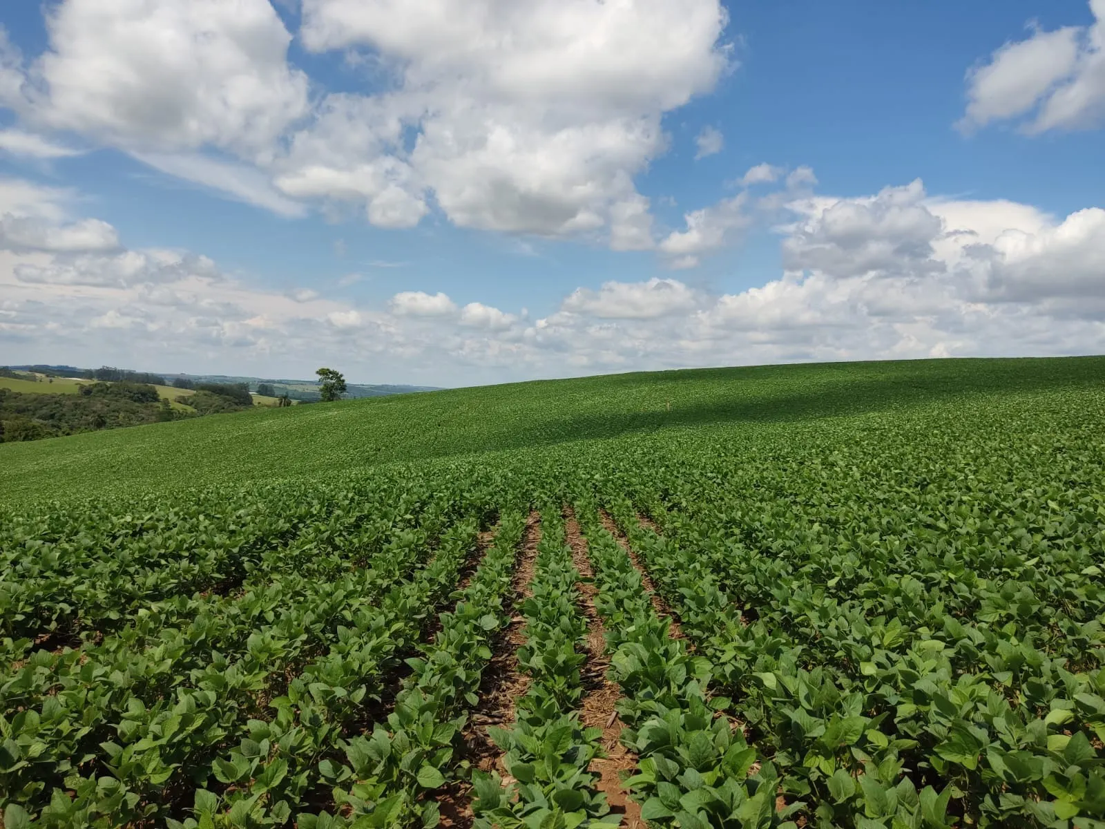 Fazenda à venda de 329 ha em Capão Bonito, SP, Brasil