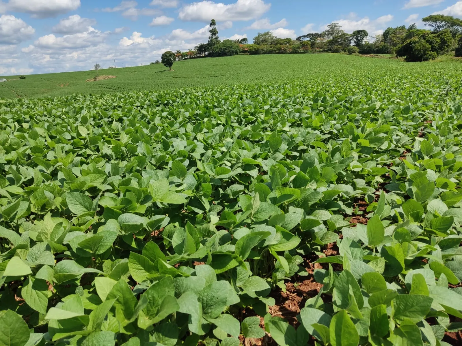 Fazenda à venda de 329 ha em Capão Bonito, SP, Brasil
