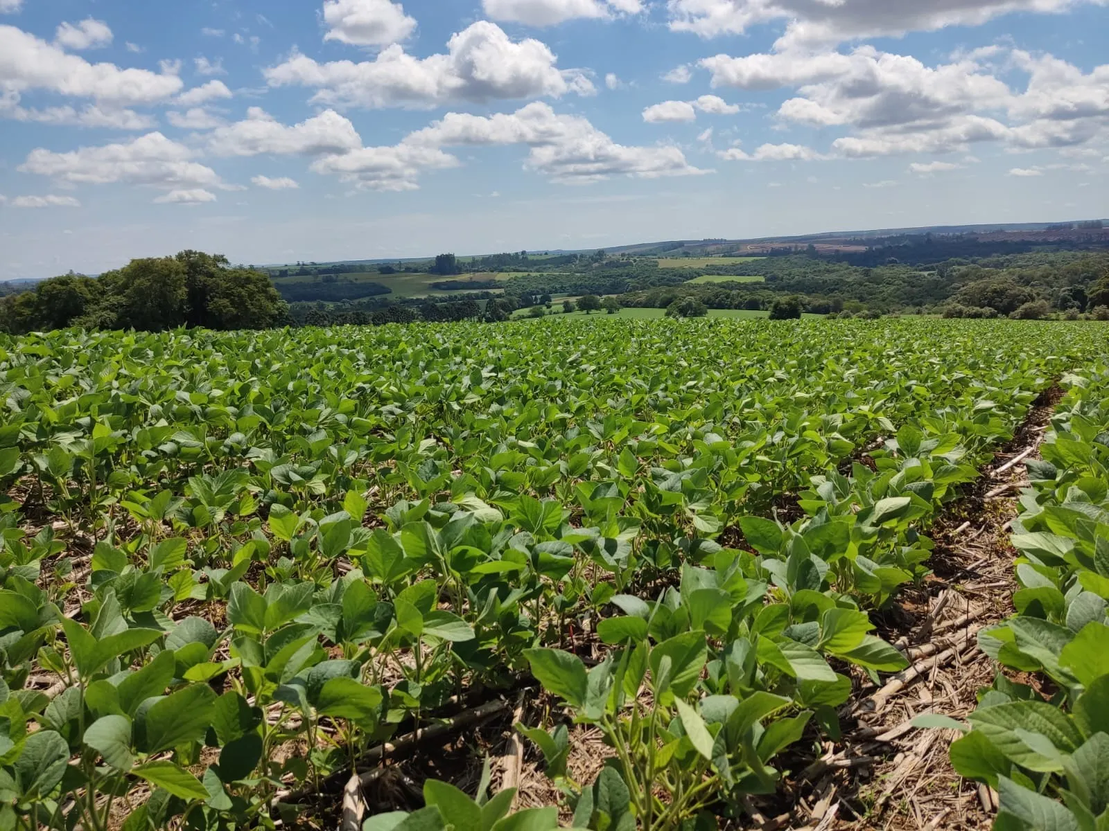 Fazenda à venda de 329 ha em Capão Bonito, SP, Brasil