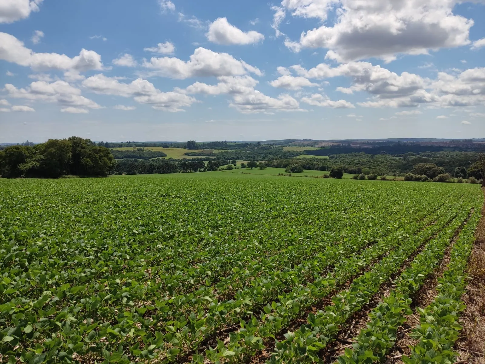 Fazenda à venda de 329 ha em Capão Bonito, SP, Brasil