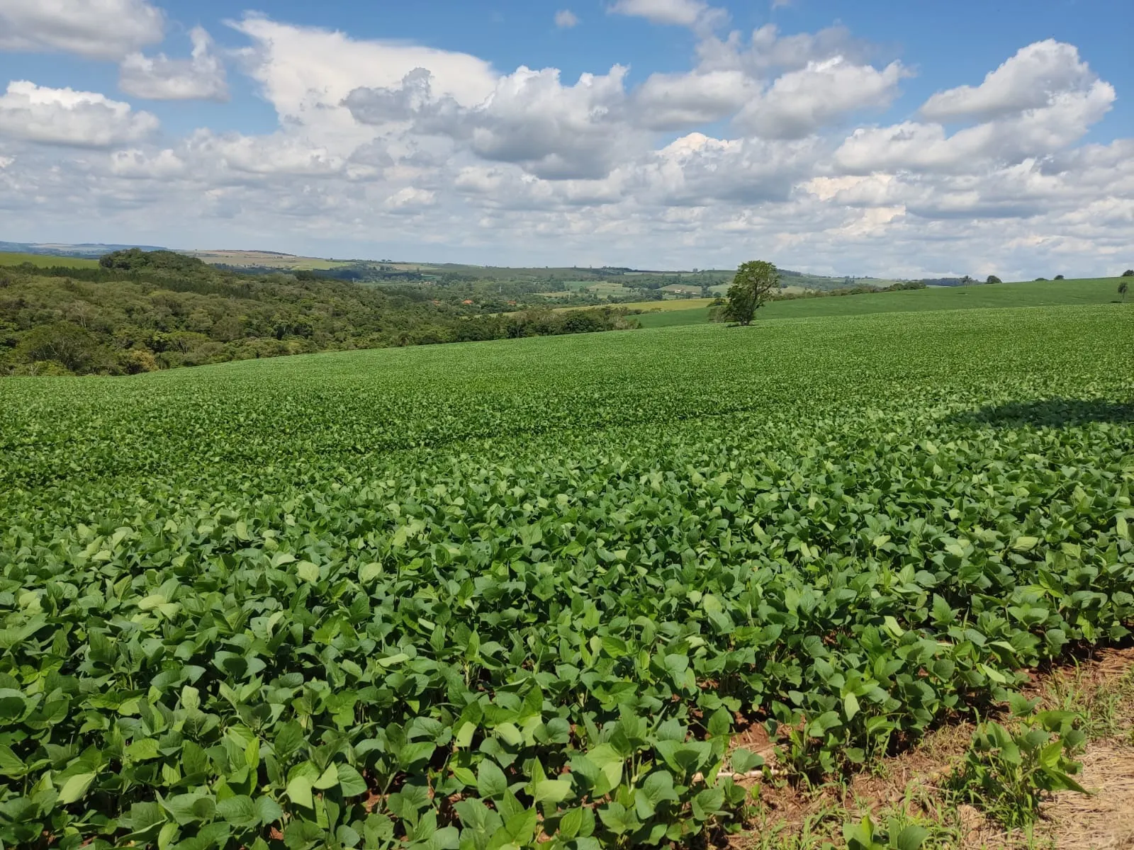 Fazenda à venda de 329 ha em Capão Bonito, SP, Brasil