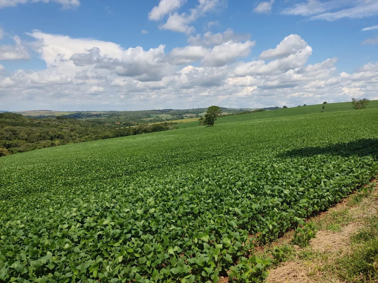 Fazenda à venda de 329 ha em Capão Bonito, SP, Brasil