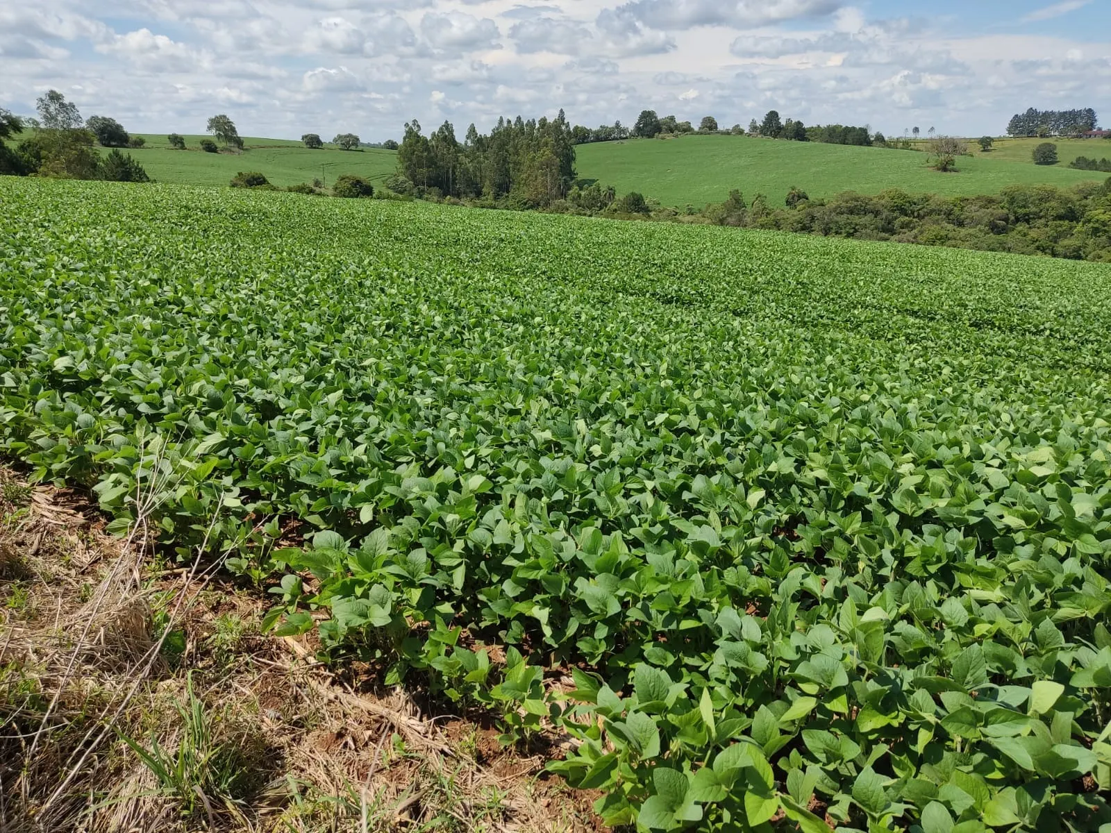 Fazenda à venda de 329 ha em Capão Bonito, SP, Brasil