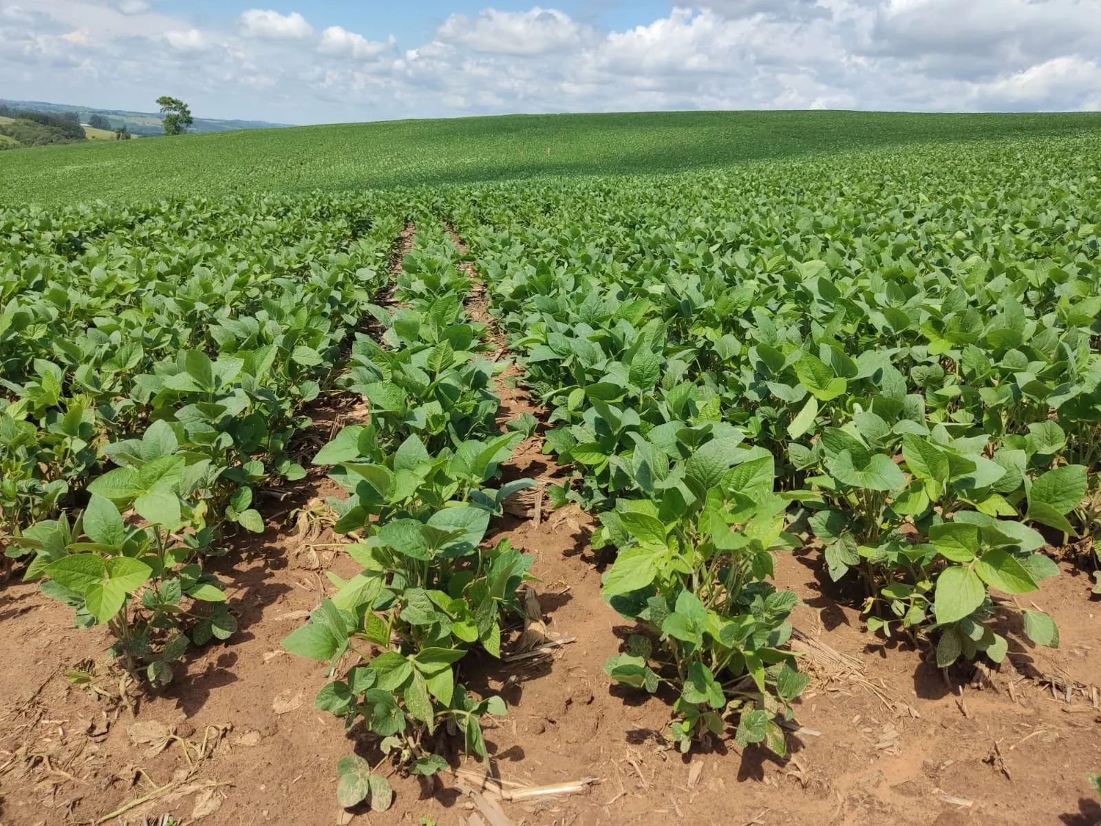 Fazenda à venda de 329 ha em Capão Bonito, SP, Brasil