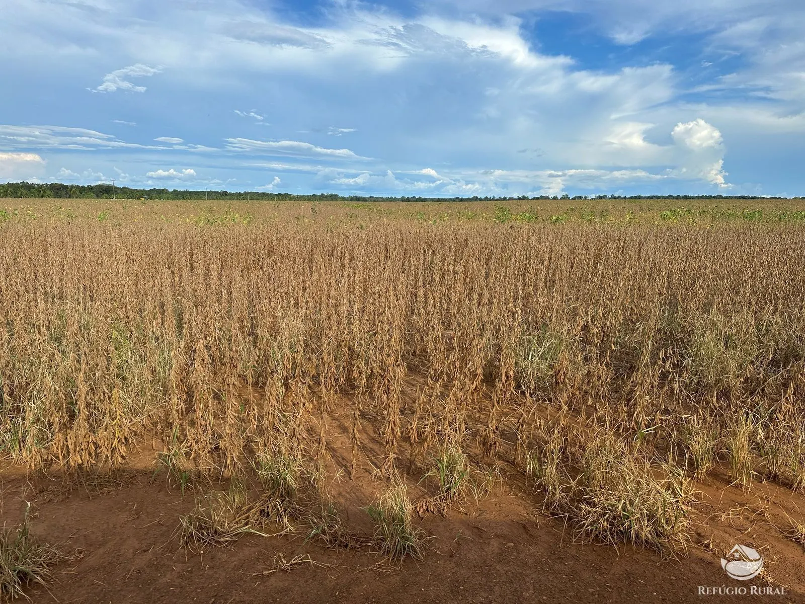 Fazenda à venda de 1.403 ha em Estreito, MA, Brasil