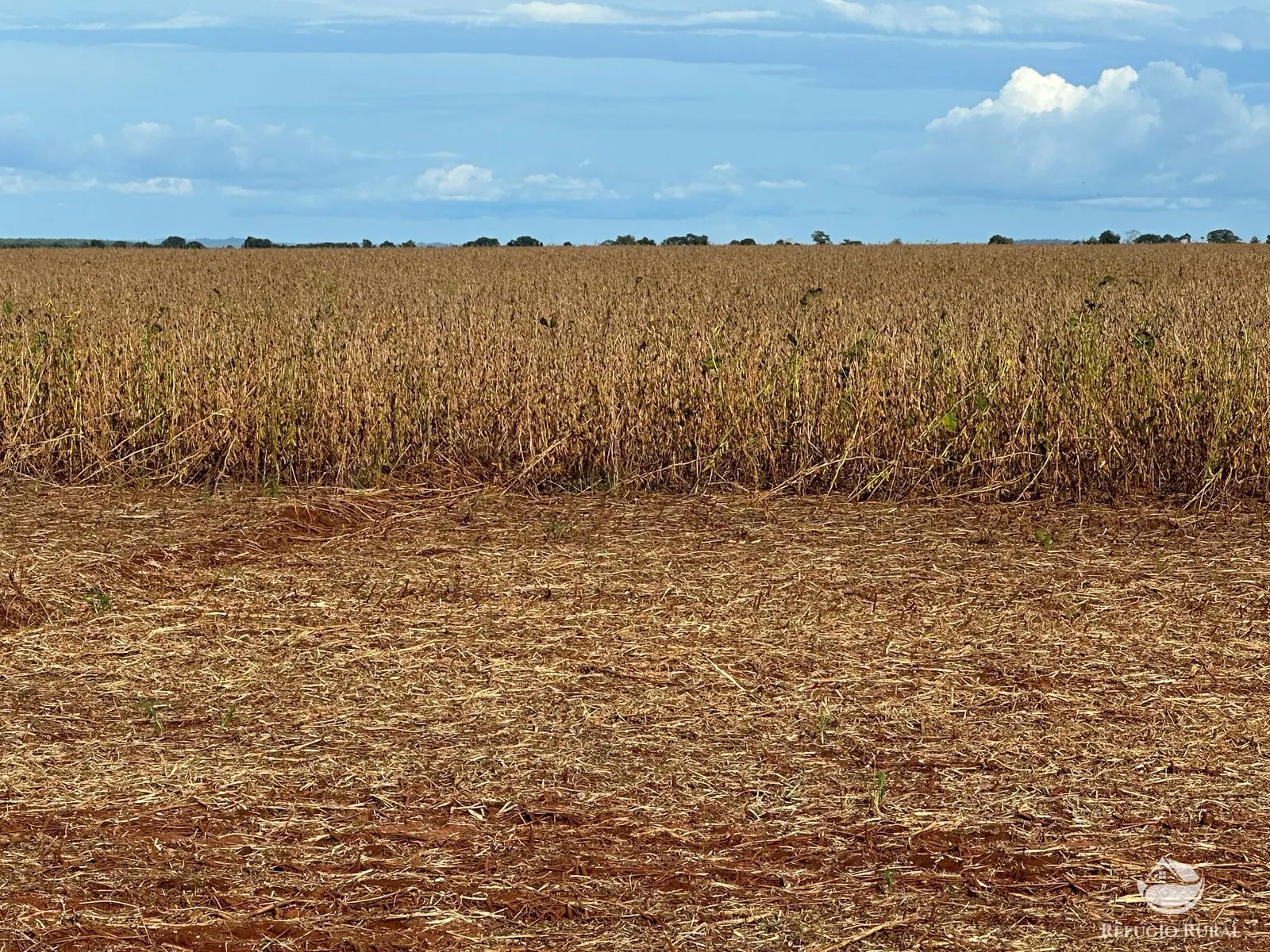 Fazenda à venda de 1.403 ha em Estreito, MA, Brasil