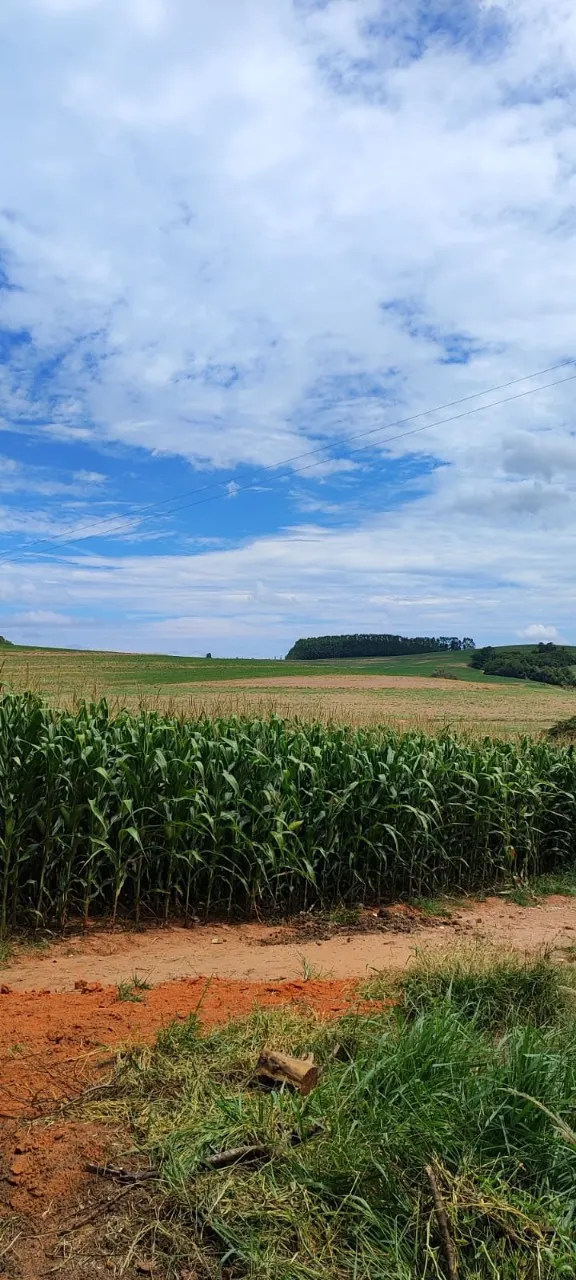 Fazenda à venda de 43 ha em Itapetininga, SP, Brasil