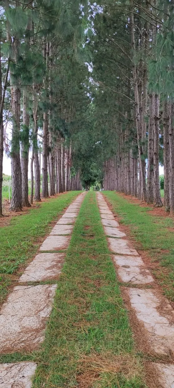 Fazenda à venda de 43 ha em Itapetininga, SP, Brasil