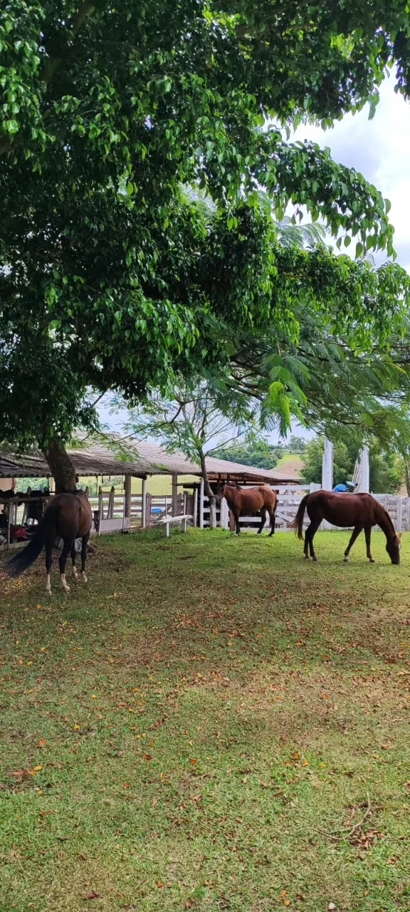 Fazenda à venda de 43 ha em Itapetininga, SP, Brasil