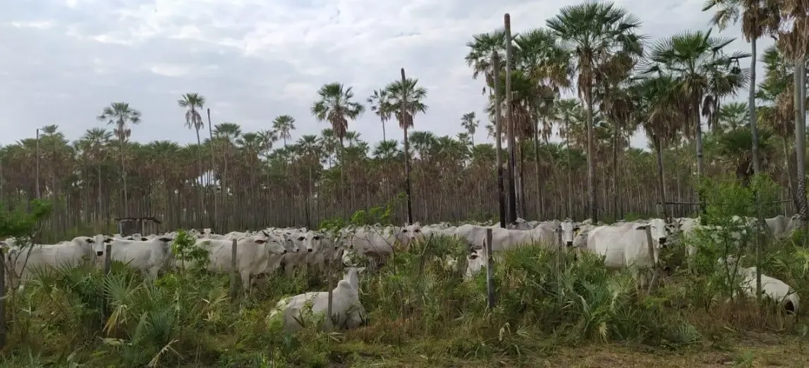 Fazenda à venda de 7.540 ha em Fuerte Olimpo, Paraguai