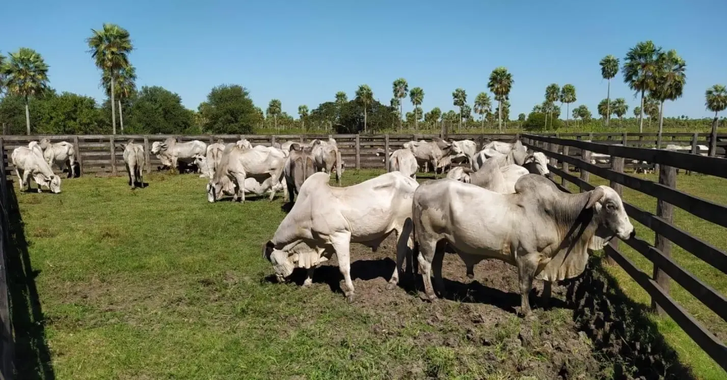 Fazenda à venda de 7.540 ha em Fuerte Olimpo, Paraguai