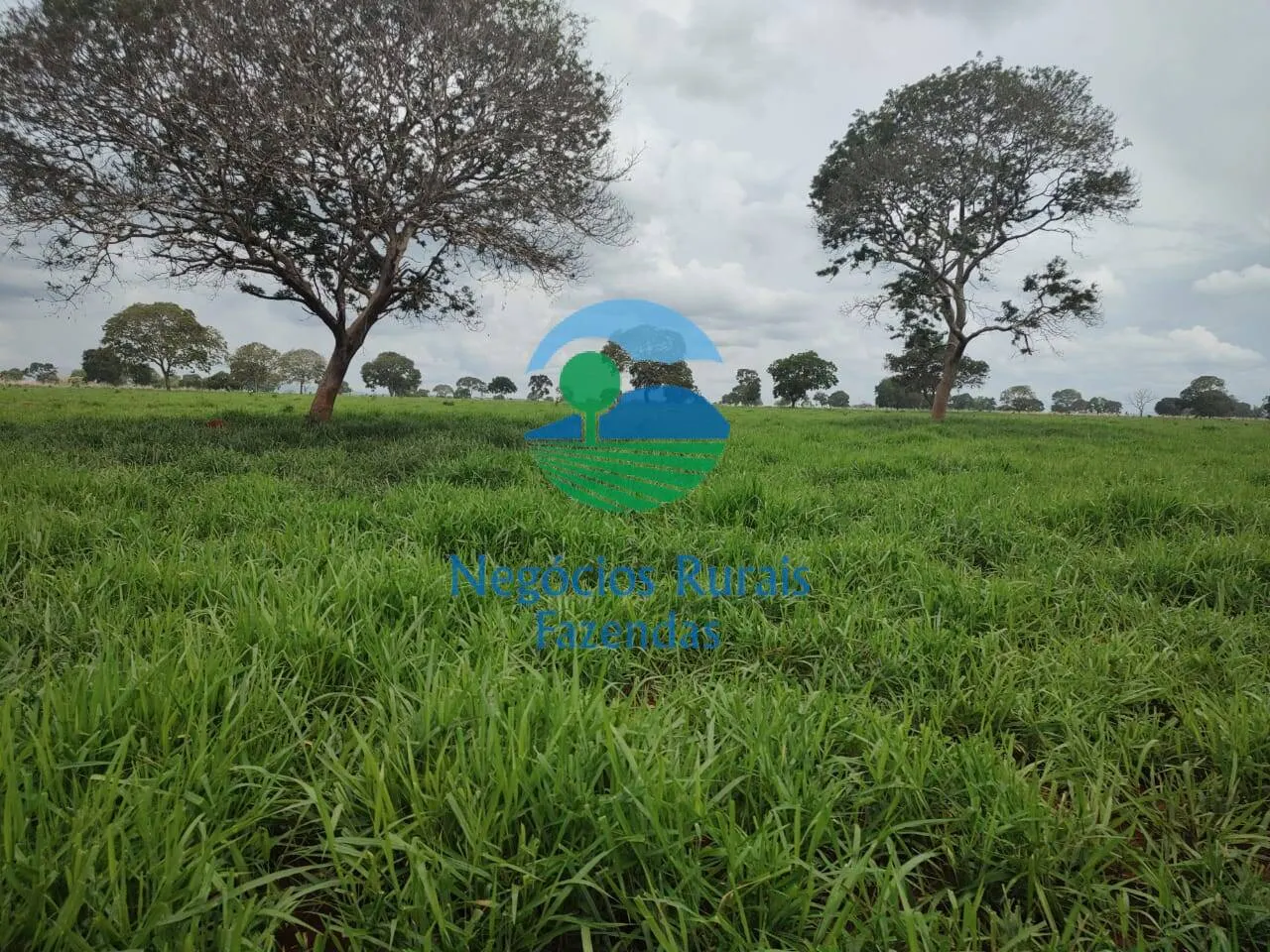 Fazenda à venda de 677 ha em Campinorte, GO, Brasil
