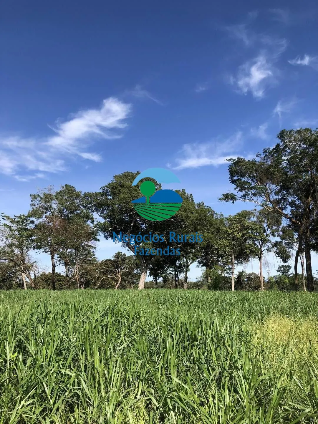 Fazenda à venda de 677 ha em Campinorte, GO, Brasil