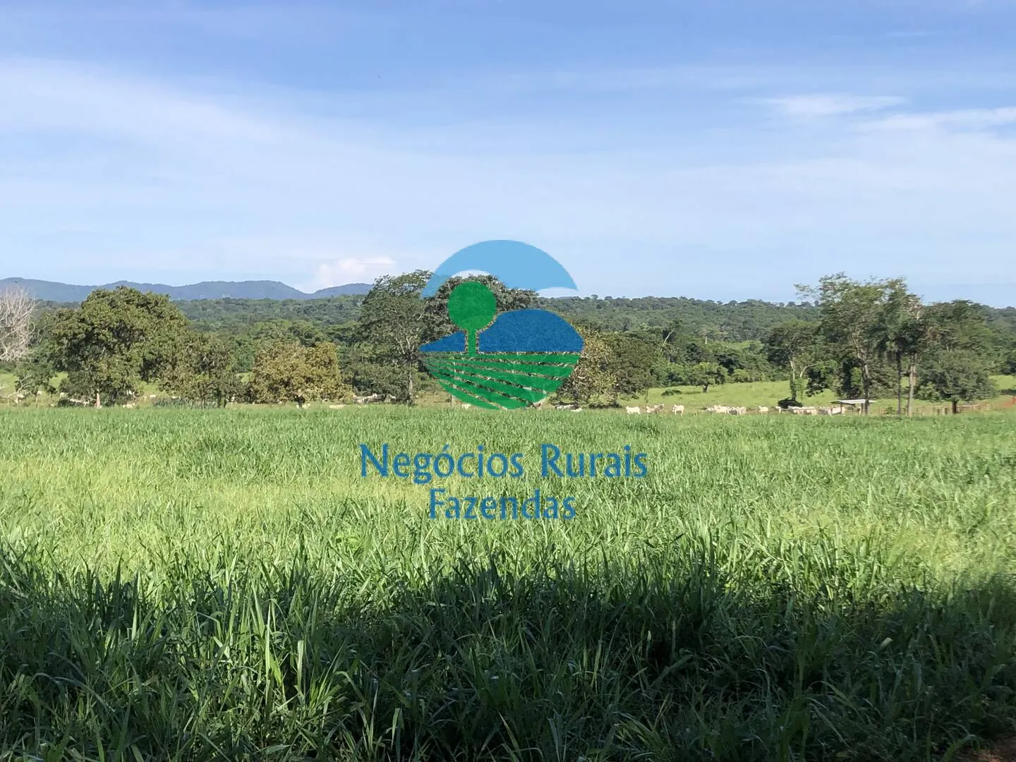Fazenda à venda de 677 ha em Campinorte, GO, Brasil