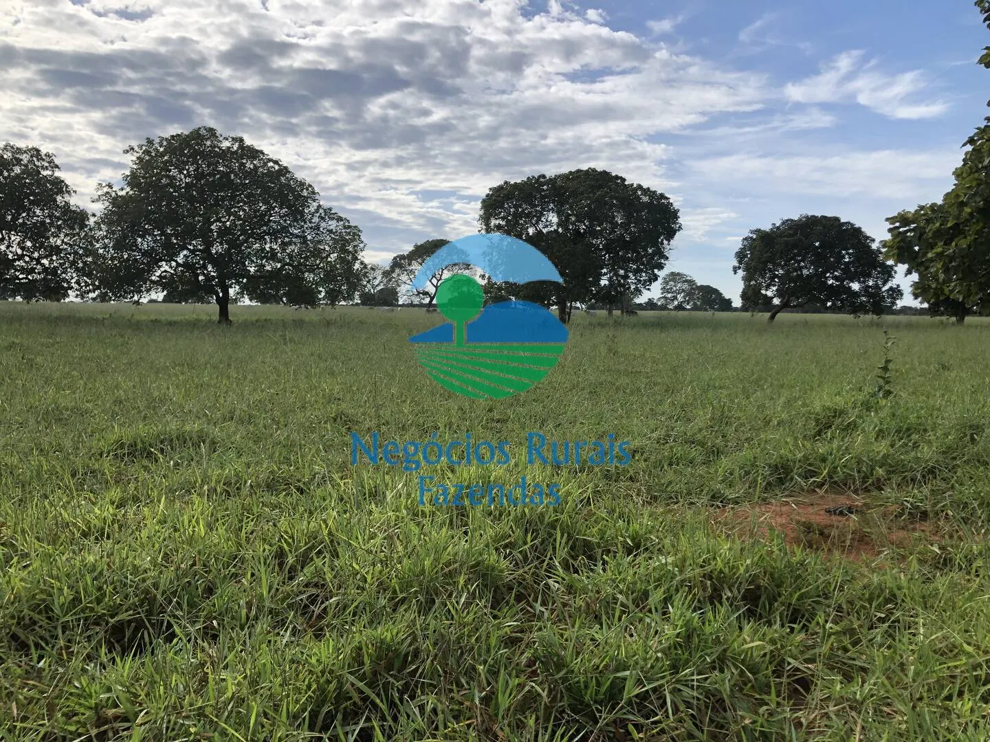 Fazenda à venda de 677 ha em Campinorte, GO, Brasil
