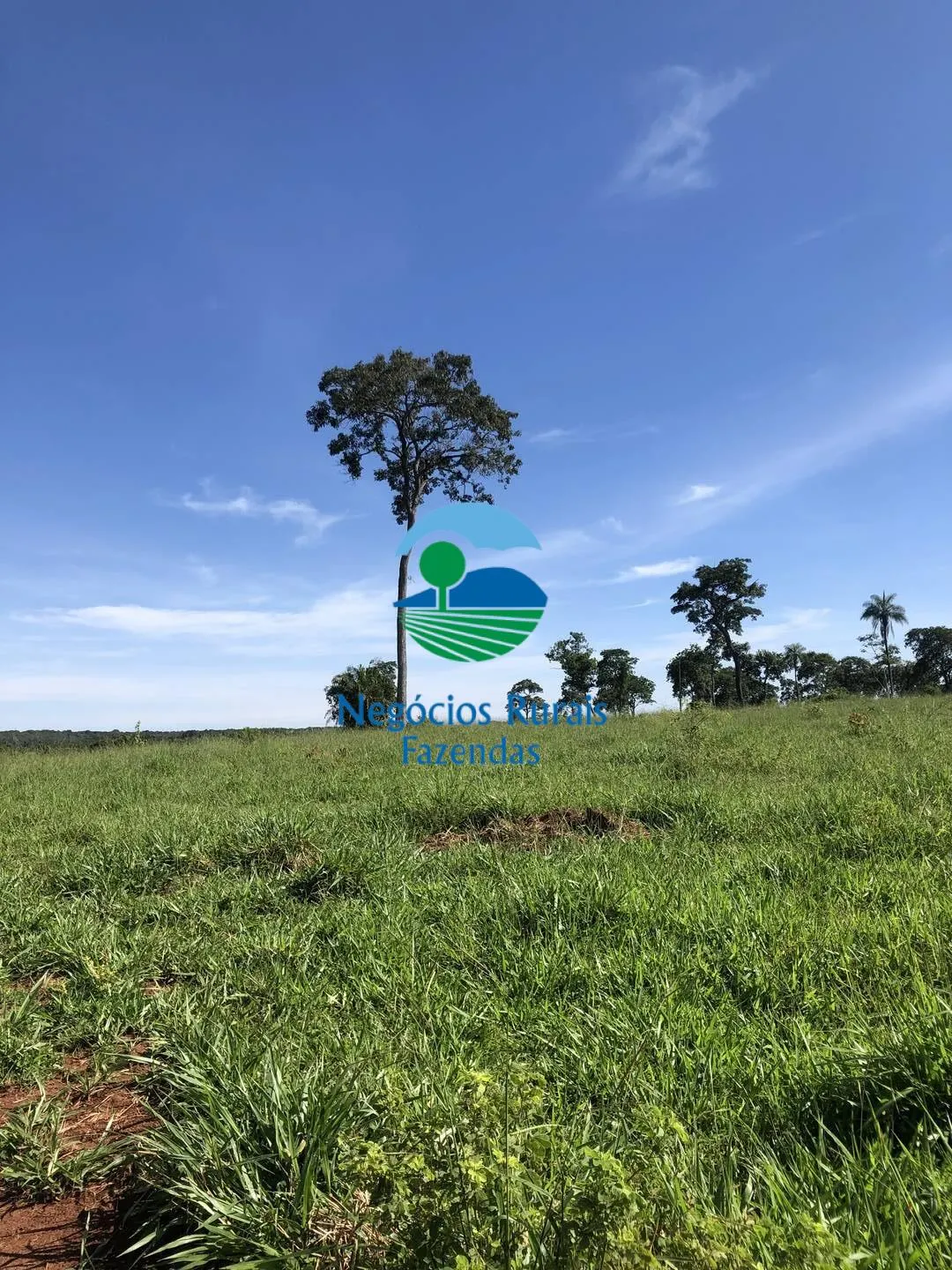 Fazenda à venda de 677 ha em Campinorte, GO, Brasil