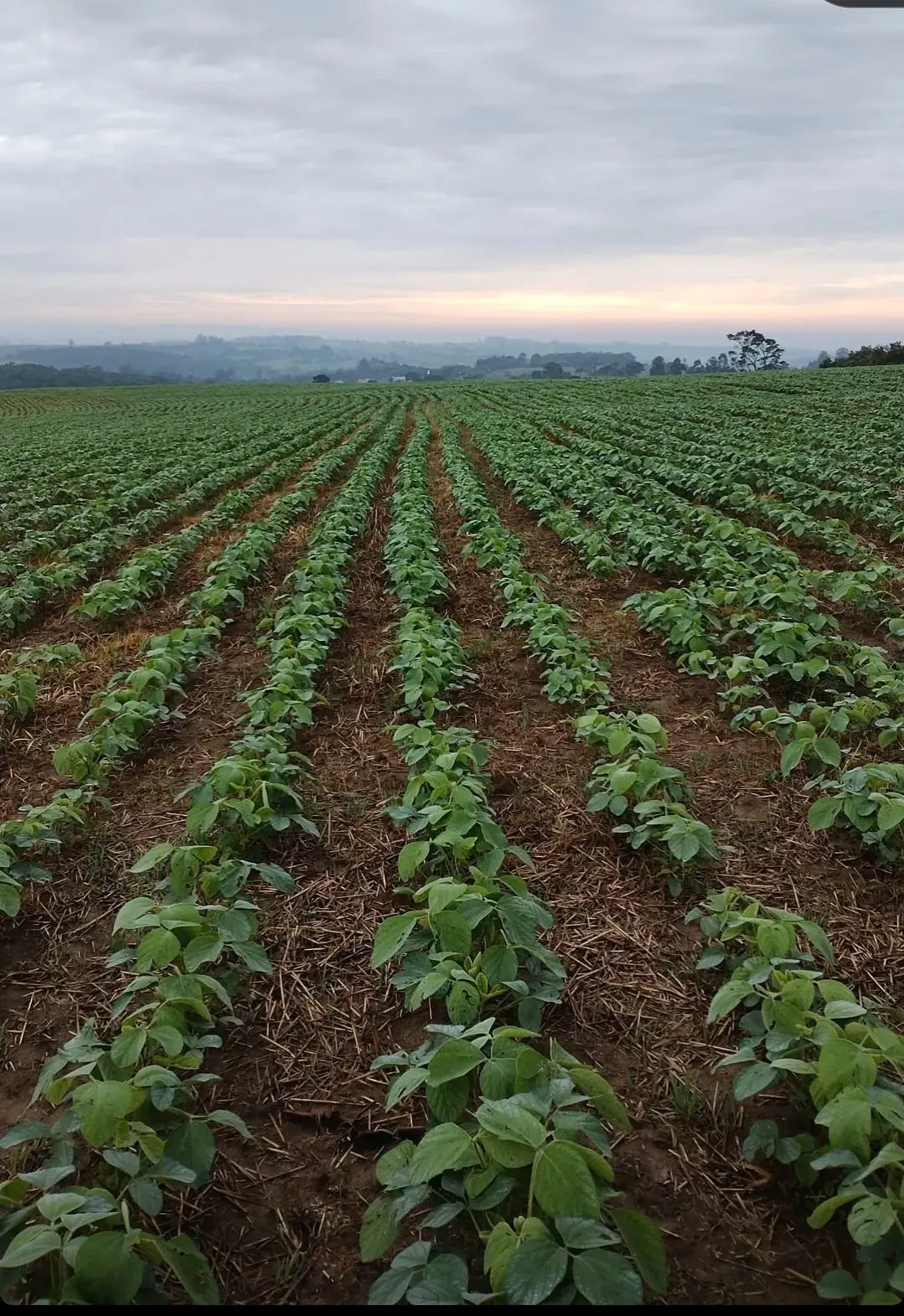 Fazenda à venda de 348 ha em Itapetininga, SP, Brasil
