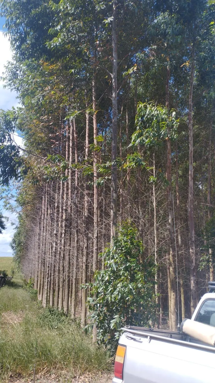 Fazenda à venda de 77 ha em Pilar do Sul, SP, Brasil
