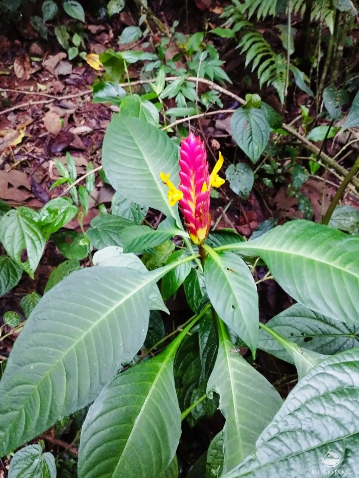 Small farm for sale of 35 acres in São José dos Campos, SP, Brazil