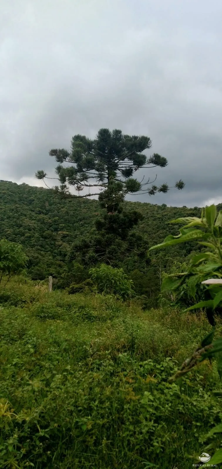 Small farm for sale of 35 acres in São José dos Campos, SP, Brazil