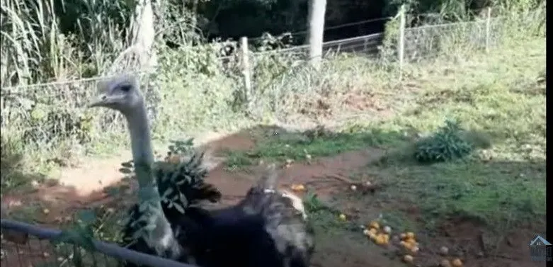Chácara à venda de 3 ha em Taquara, RS, Brasil