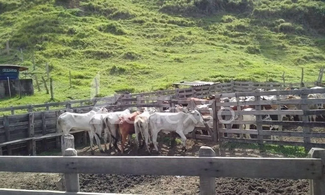 Fazenda à venda de 200 ha em Cunha, SP, Brasil