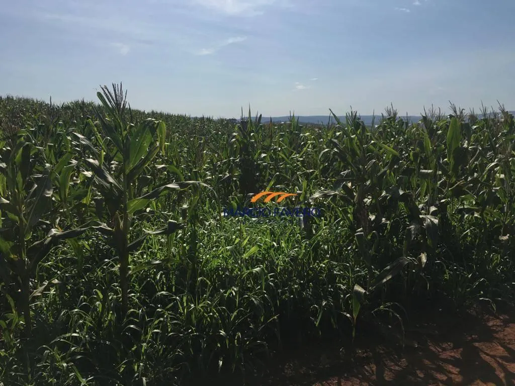 Fazenda à venda de 266 ha em Avaré, SP, Brasil