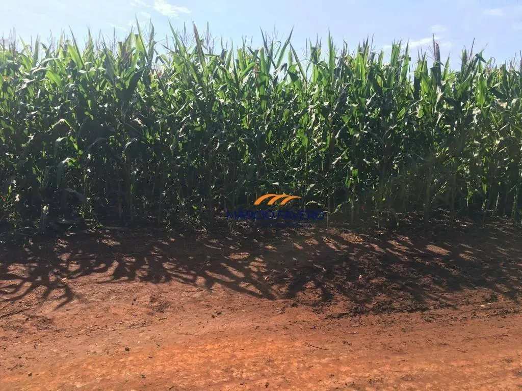 Fazenda à venda de 266 ha em Avaré, SP, Brasil