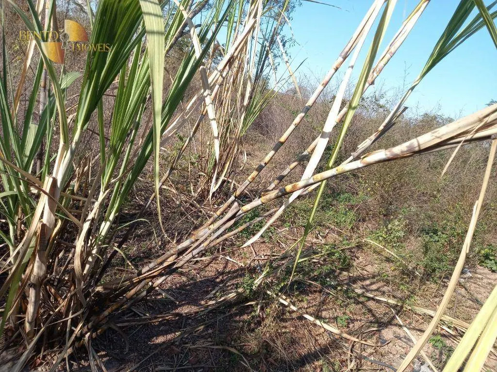 Fazenda à venda de 345 ha em Jangada, MT, Brasil