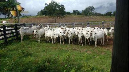 Fazenda à venda de 1.950 ha em Poconé, MT, Brasil